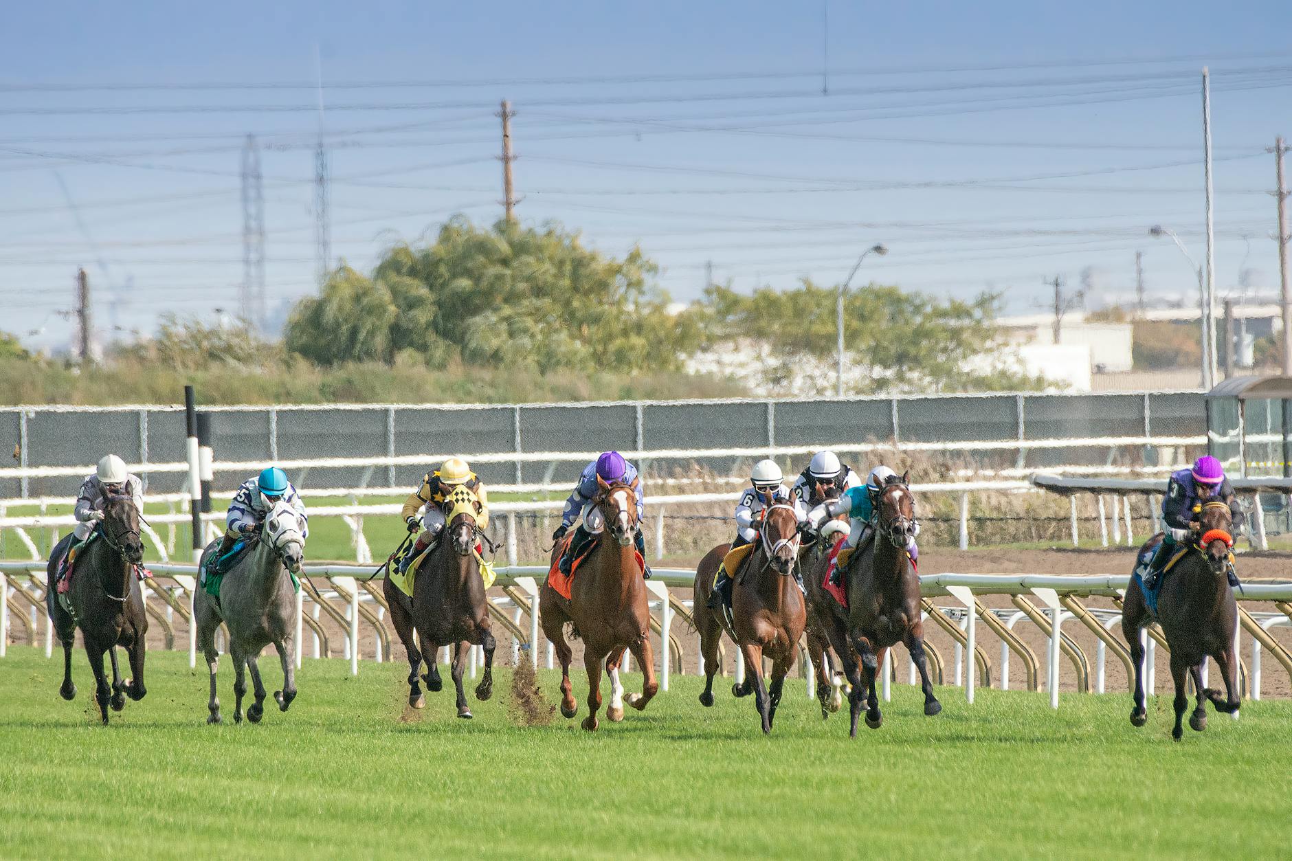 people riding horses on a grassy field, Track Betting 