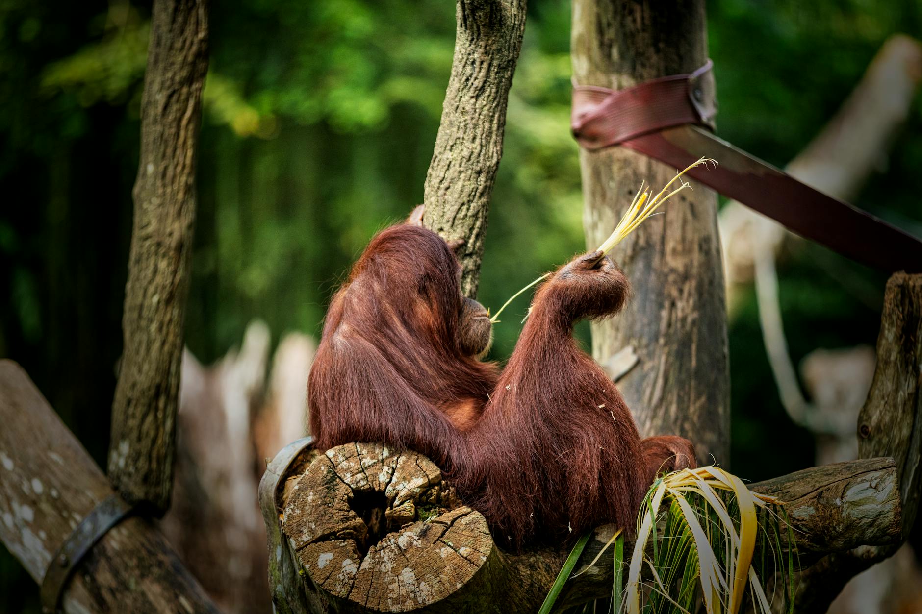 orangutan resting on tree trunk in forest