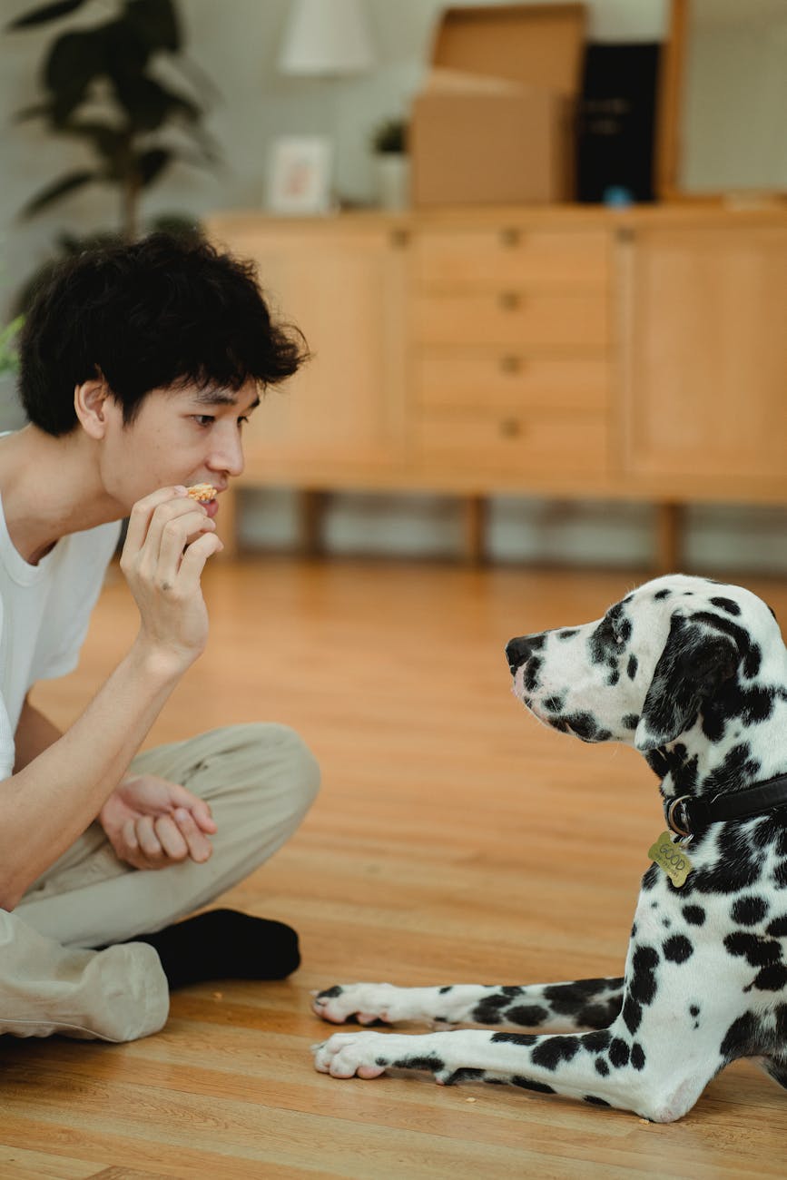 a man training his pet