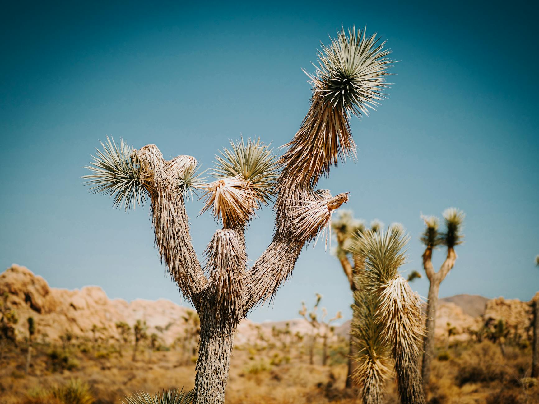 joshua trees under a blue sky