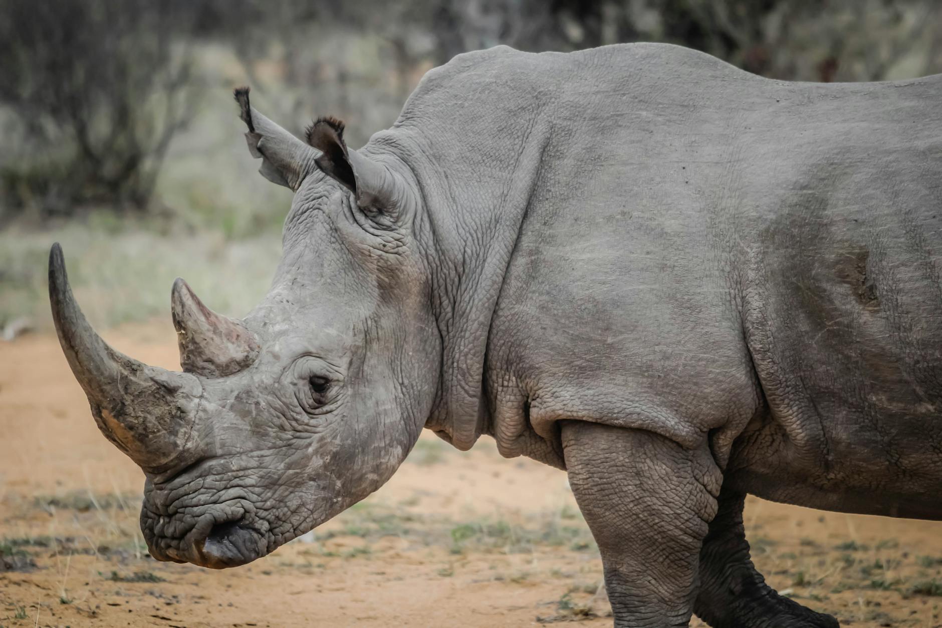 gray rhinoceros in close up photography, South African Travel
