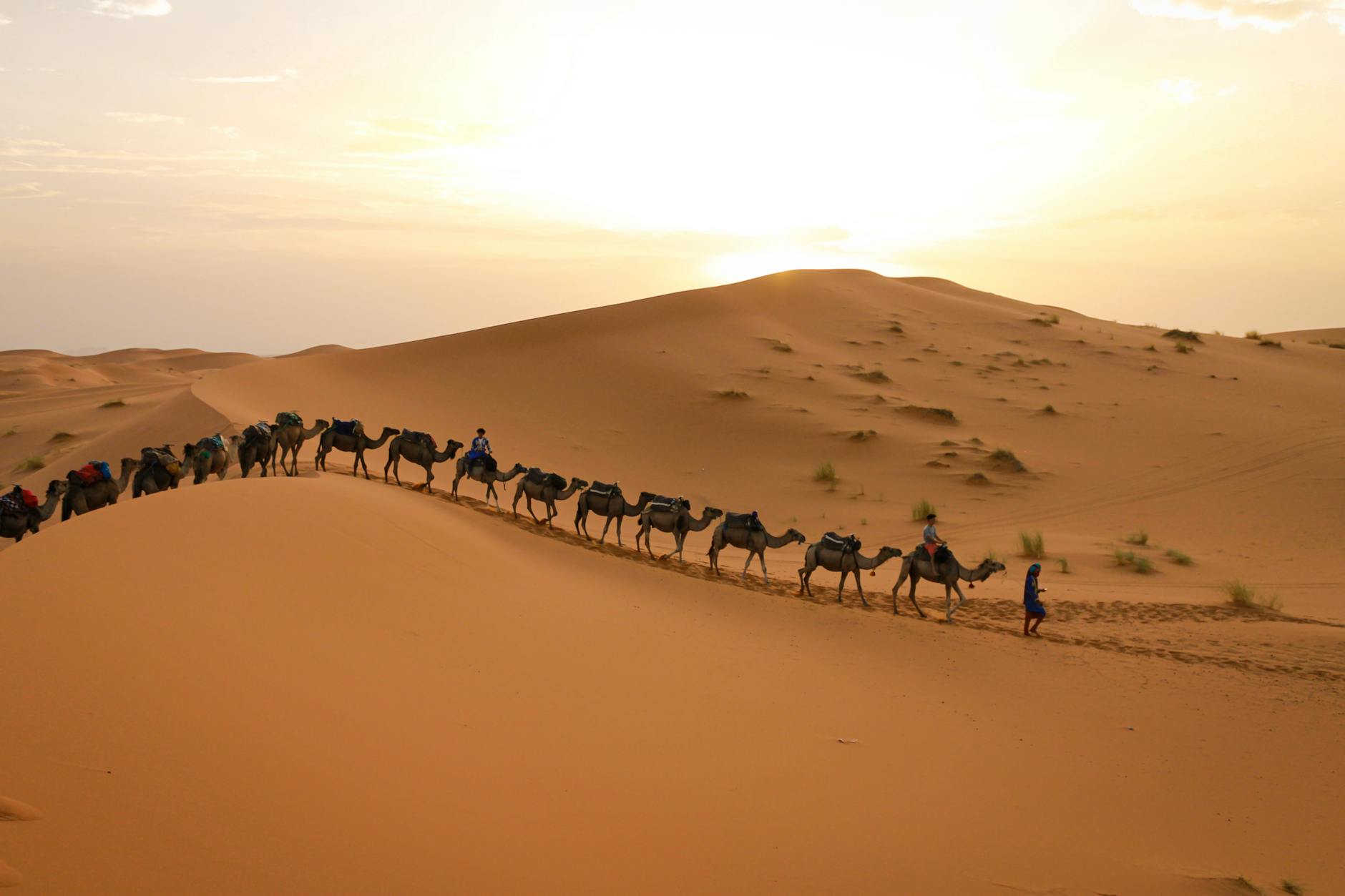 camels caravan on desert