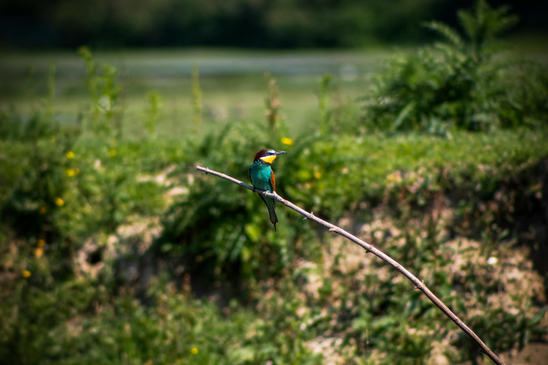 european bee eater perched in italian nature, Birdwatching Travel